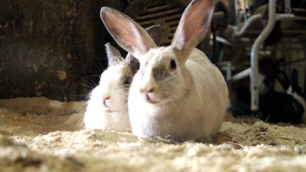 a Marangozun tavşan sevgisi