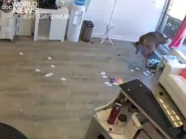 New York'ta kuaföre dalan davetsiz misafir