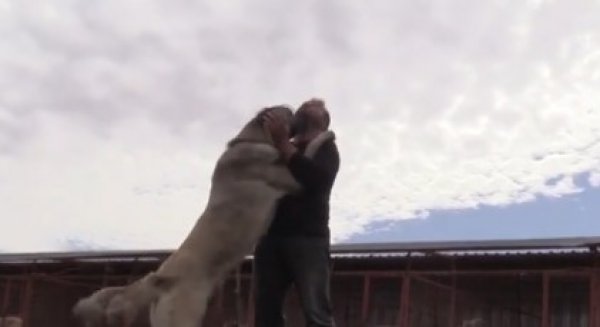 Çiftliğinde Anadolu'ya has çoban köpeklerini yetiştiriyor