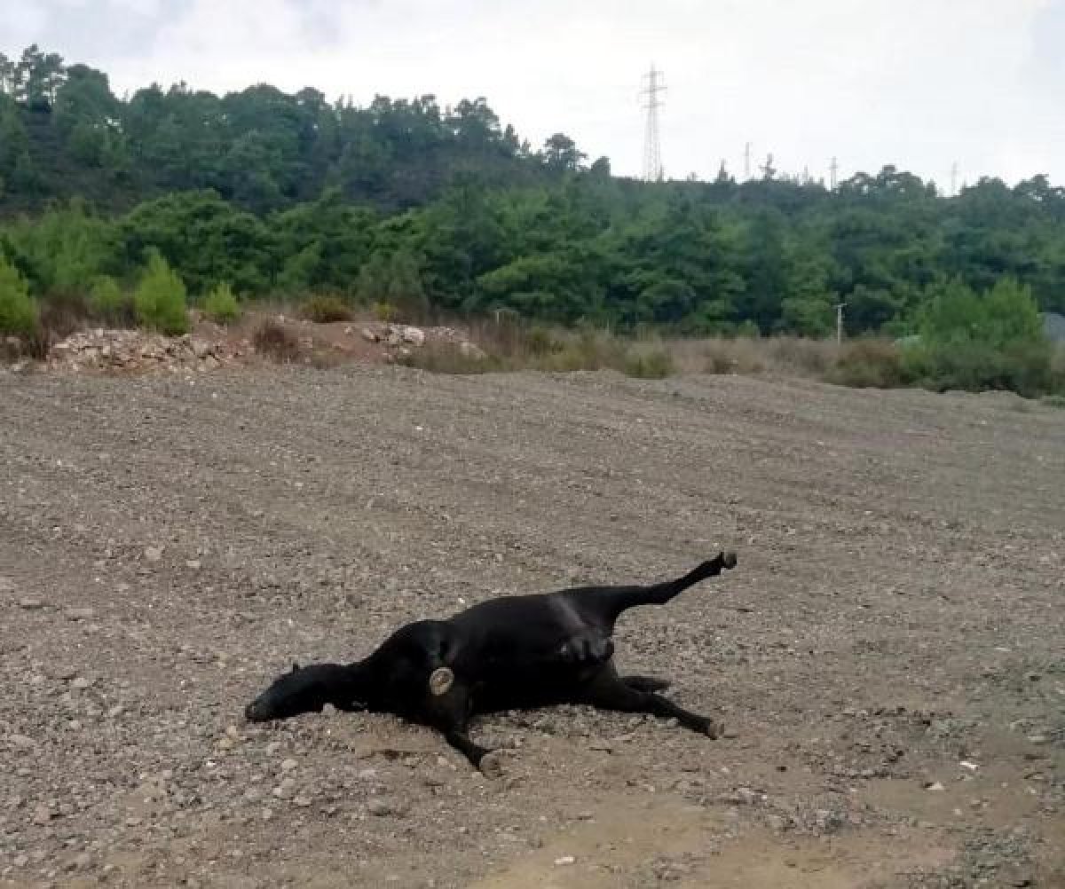 d Muğla'da bir arazide vurulmuş 3 at bulundu