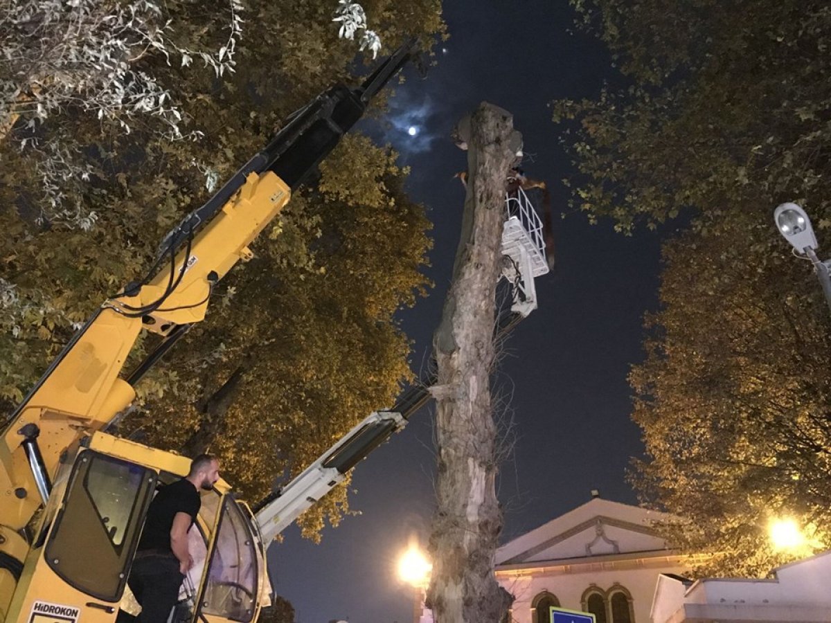 a Kocaeli'de asırlık çınar kesildi