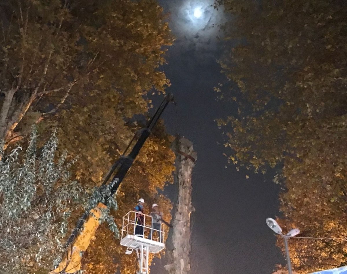 a Kocaeli'de asırlık çınar kesildi