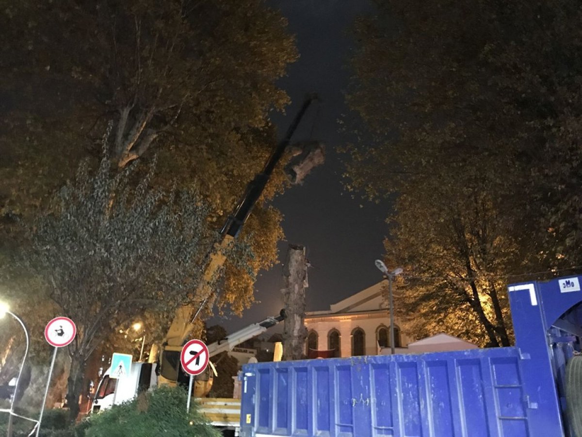 a Kocaeli'de asırlık çınar kesildi