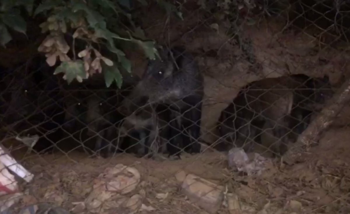 i Domuz sürüsü Sarıyer'e indi