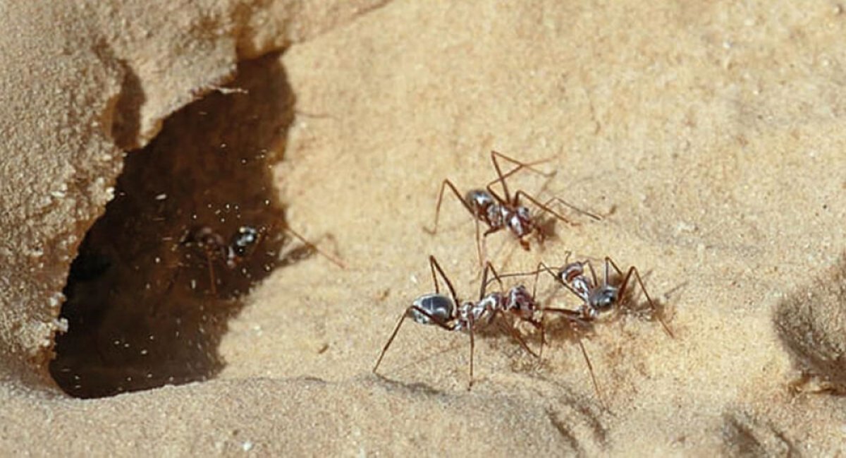 a Dünyanın en hızlı karıncası belli oldu