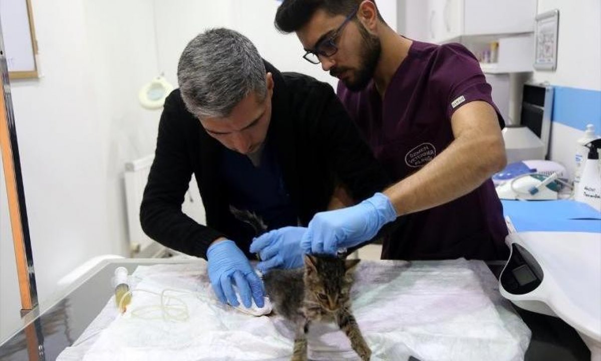 a Sokak kedisi Bade'nin hayatı normale döndü