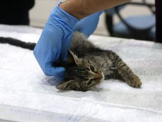 Sokak kedisi Bade'nin hayatı normale döndü