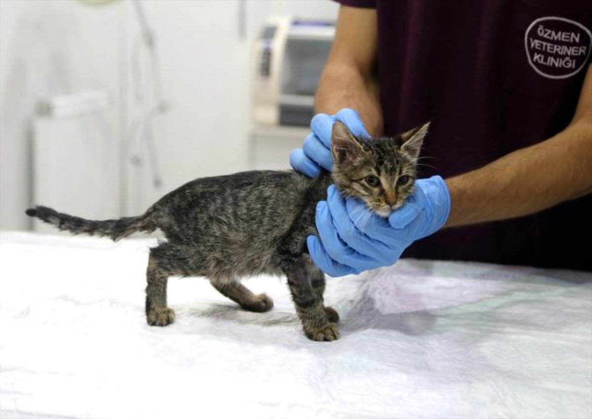 a Sokak kedisi Bade'nin hayatı normale döndü