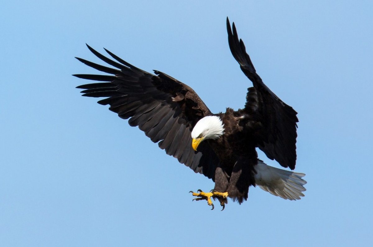 Kartalların dolaşım masrafı, iflas getirdi