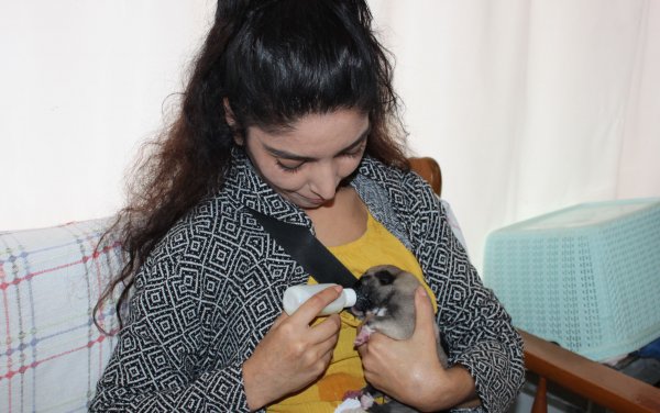 i Mersin'de annesiz yavru köpek biberonla besleniyor