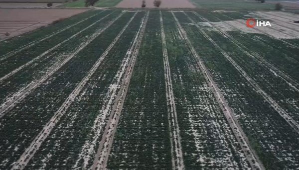 Ispanak tüketimi dibe vurdu