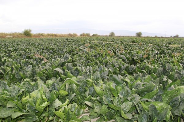 Ispanak tüketimi dibe vurdu