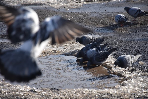Kars'ta dondurucu soğuklar başladı