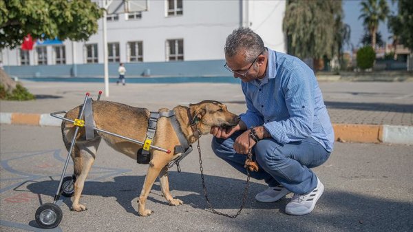 a Mehmet öğretmen, sakat hayvanlar için protez yapıyor