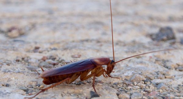 a Kulağından 11 hamam böceği çıktı