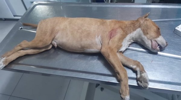 Tartıştığı gençlerin köpeğini bıçakladı