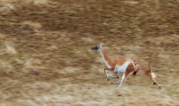 Guanakoyu yemeye çalışan puma