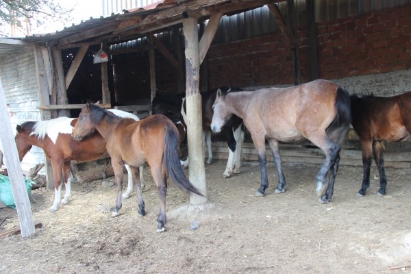 İzmir'de ata silahlı saldırı