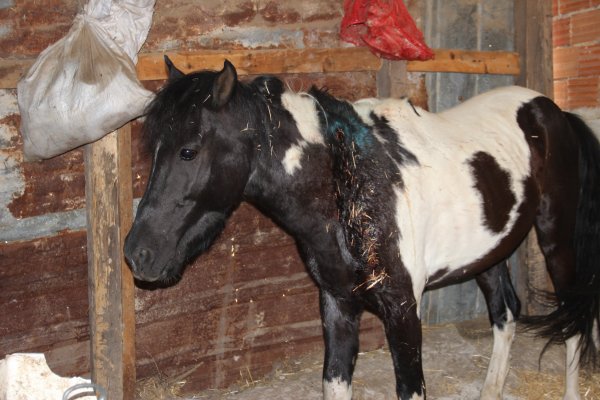 İzmir'de ata silahlı saldırı