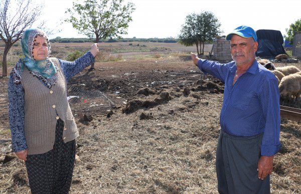 i Adana'da 40 koyunu çalınan Ayşe Teyze hırsızlara yalvardı