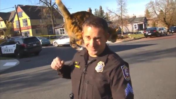 d Polisin üzerine kedi atladı