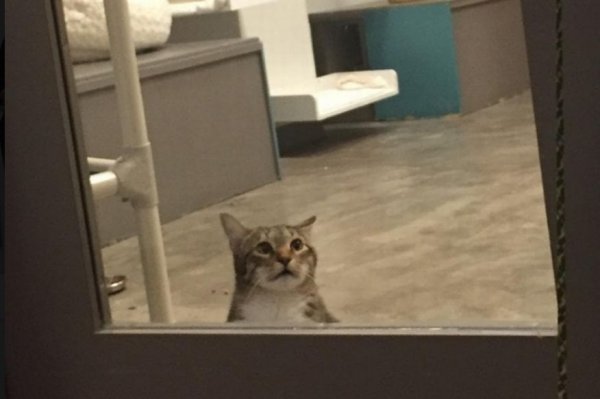 ABD'de tecrit edilen kedi