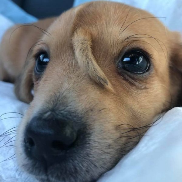 ABD'de bir köpek alnında kuyrukla doğdu