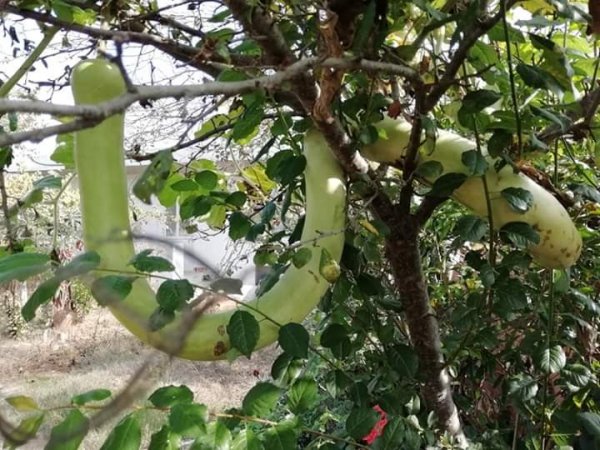 Çanakkale'de 1 metrelik kabak görenleri şaşkına çeviriyor