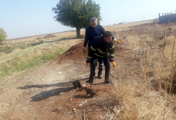 i Mardin’de 5 yavru köpeği lağım çukuruna attılar