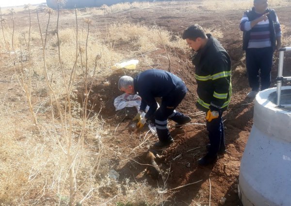 i Mardin’de 5 yavru köpeği lağım çukuruna attılar