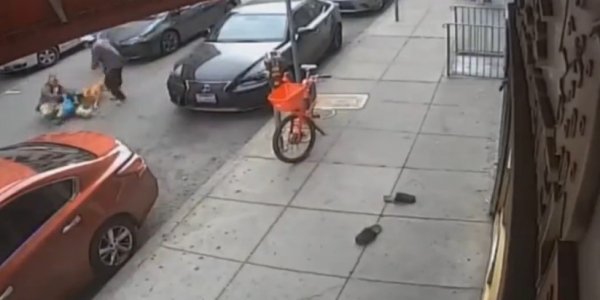 ABD'de iki pitbull küçük köpeğe saldırdı