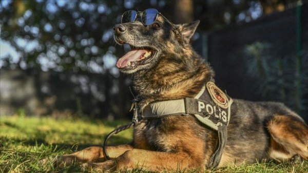 a Emniyet müdürlüğünden dedektör köpeğe emeklilik partisi