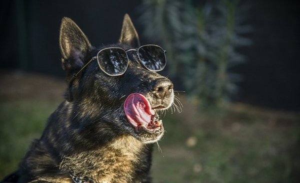 a Emniyet müdürlüğünden dedektör köpeğe emeklilik partisi
