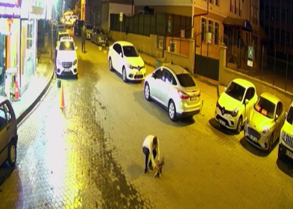Hayatını kurtaran şahsı tırmalayan kedi