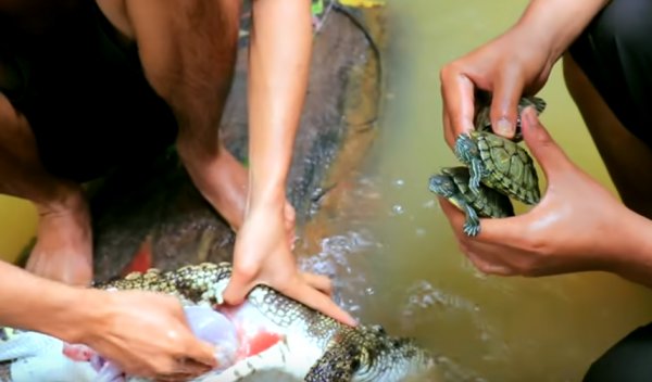 Avladıkları timsahın midesini açtılar