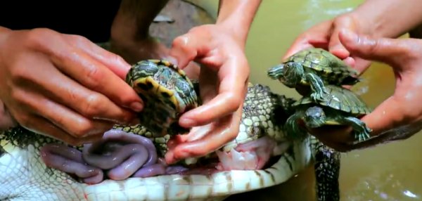 Avladıkları timsahın midesini açtılar