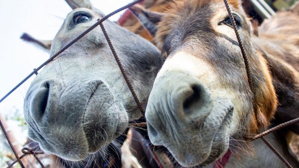Eşek nüfusu Çin yüzünden tehlike altında