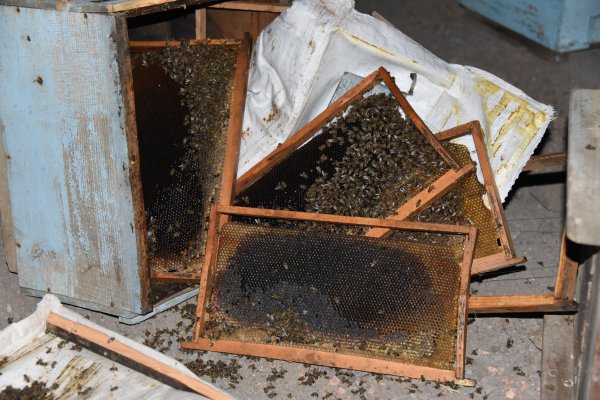 Şanlıurfa'da arı kovanları taşıyan kamyonet tırla çarpıştı