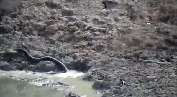 Hindistan'da pitonun geyik avı kamerada