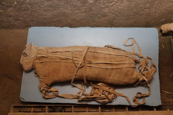 a Mısır'da kedi mumyası bulundu