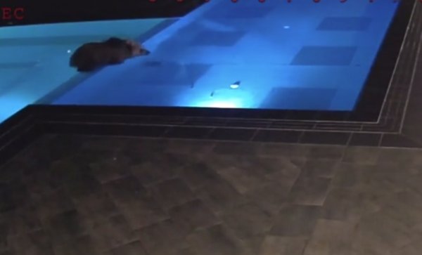 Bulgaristan'daki bir otele giren ayı havuzda keyif yaptı