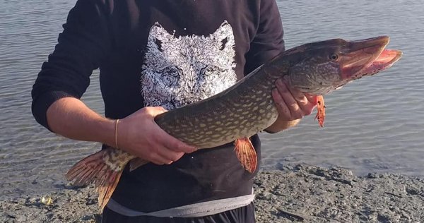 Samsun'da kaçak avcılığa geçit verilmiyor