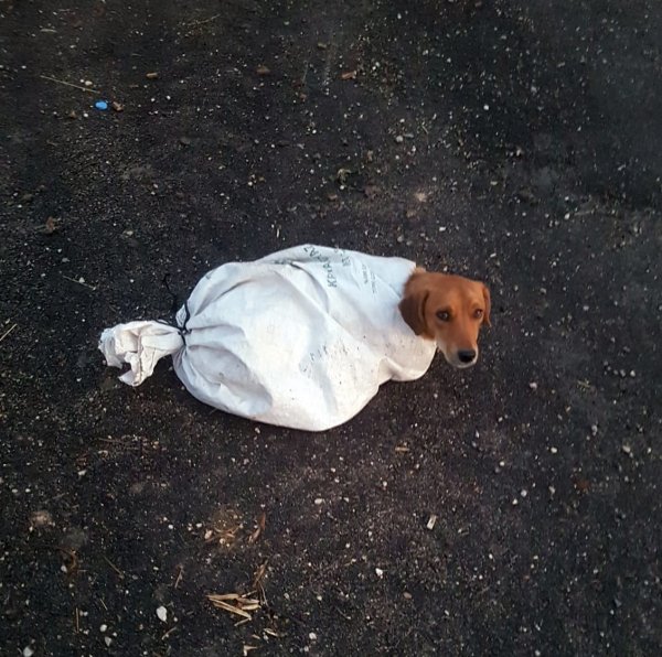 Osmaniye'de hamile köpeği çuvala koyup attılar