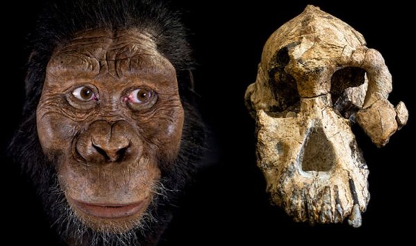 Evrimciler ilk atamız bu diyor