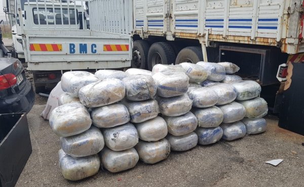 Narkotik köpeği 'Tunga' 721 kilo esrar buldu