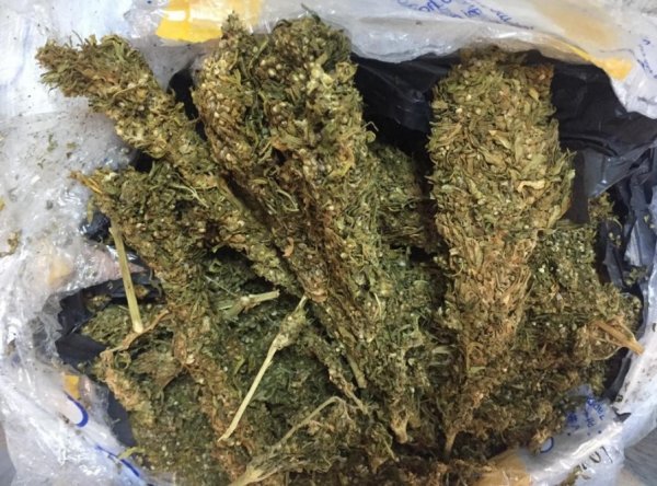 Narkotik köpeği 'Tunga' 721 kilo esrar buldu