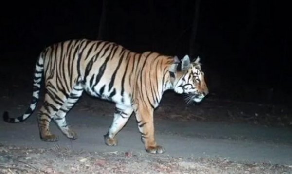 Hindistan'da 5 ayda bin 300 kilometre yürüyen kaplan