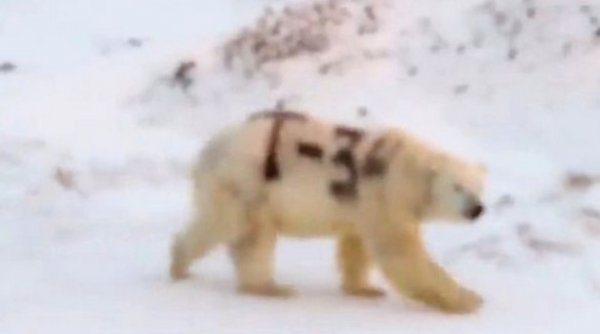 Kutup ayısının üzerine T-34 yazdılar