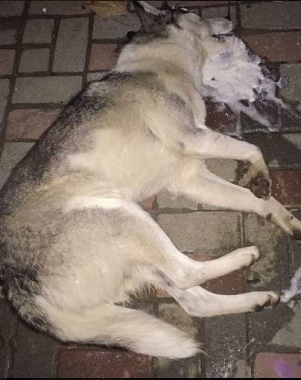 i Balıkesir'de bir mahallede sokak köpekleri zehirlendi