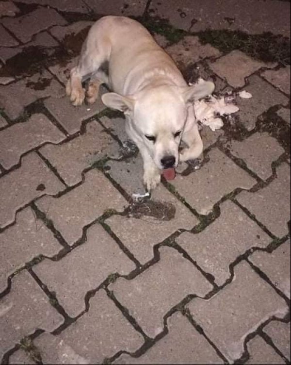 i Balıkesir'de bir mahallede sokak köpekleri zehirlendi